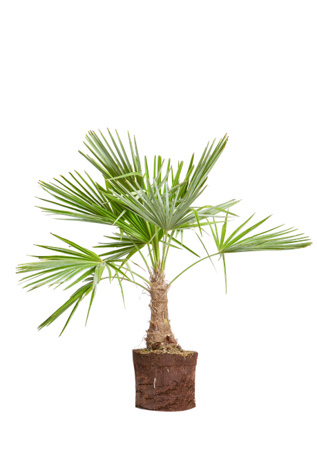 Trachycarpus fortunei